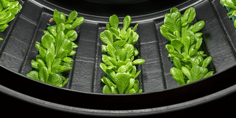 how-does-high-tech-vertical-farming-manufacturing-work